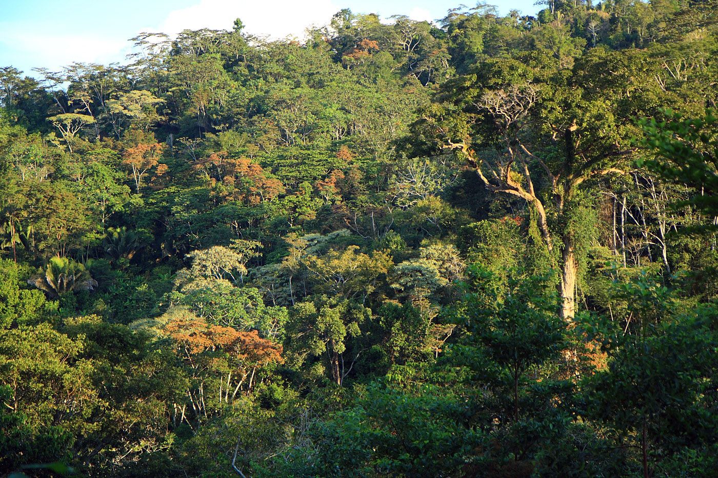 Tragamonedas de la naturaleza