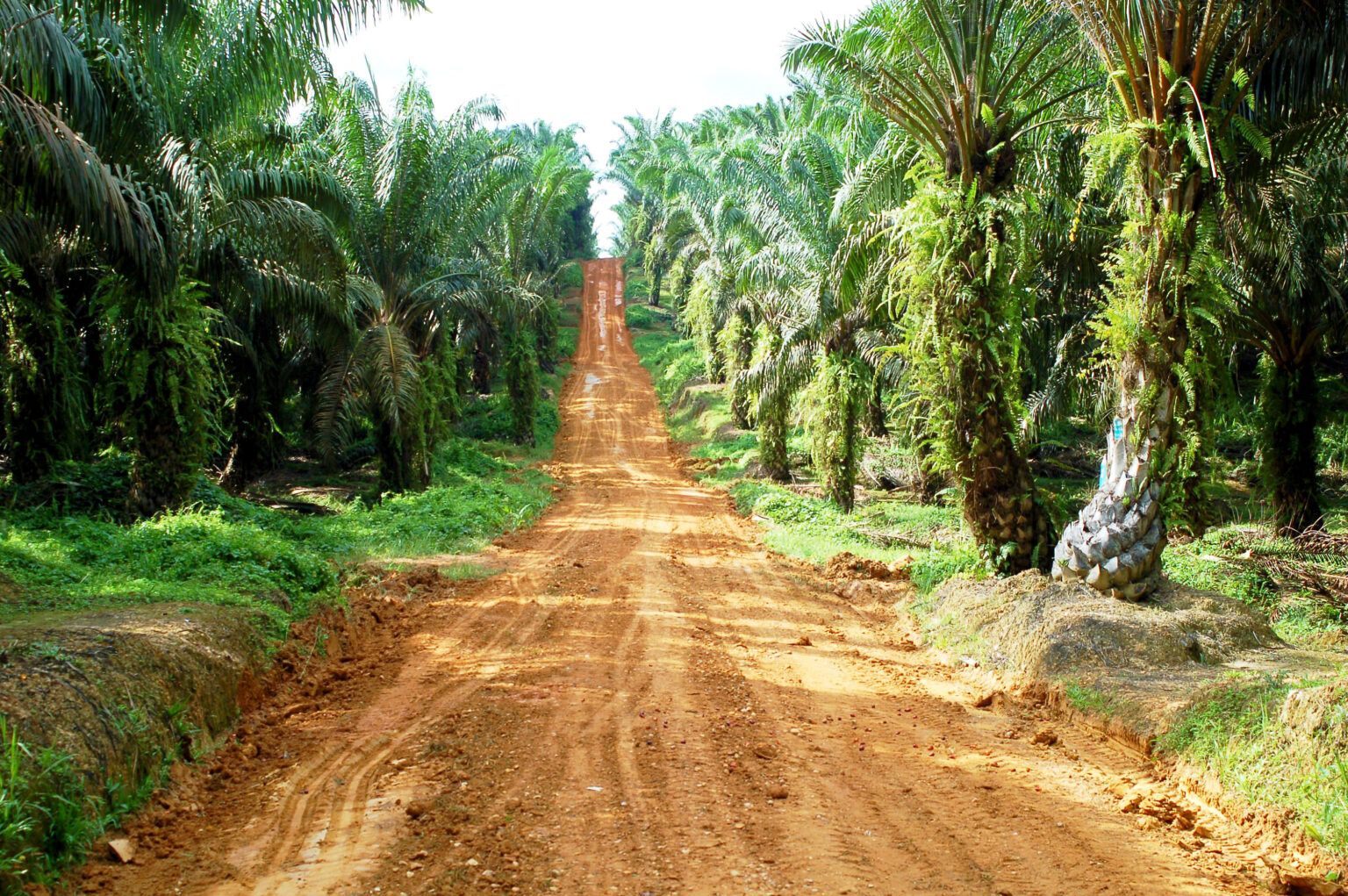 Palm Oil Archives | Rainforest Alliance