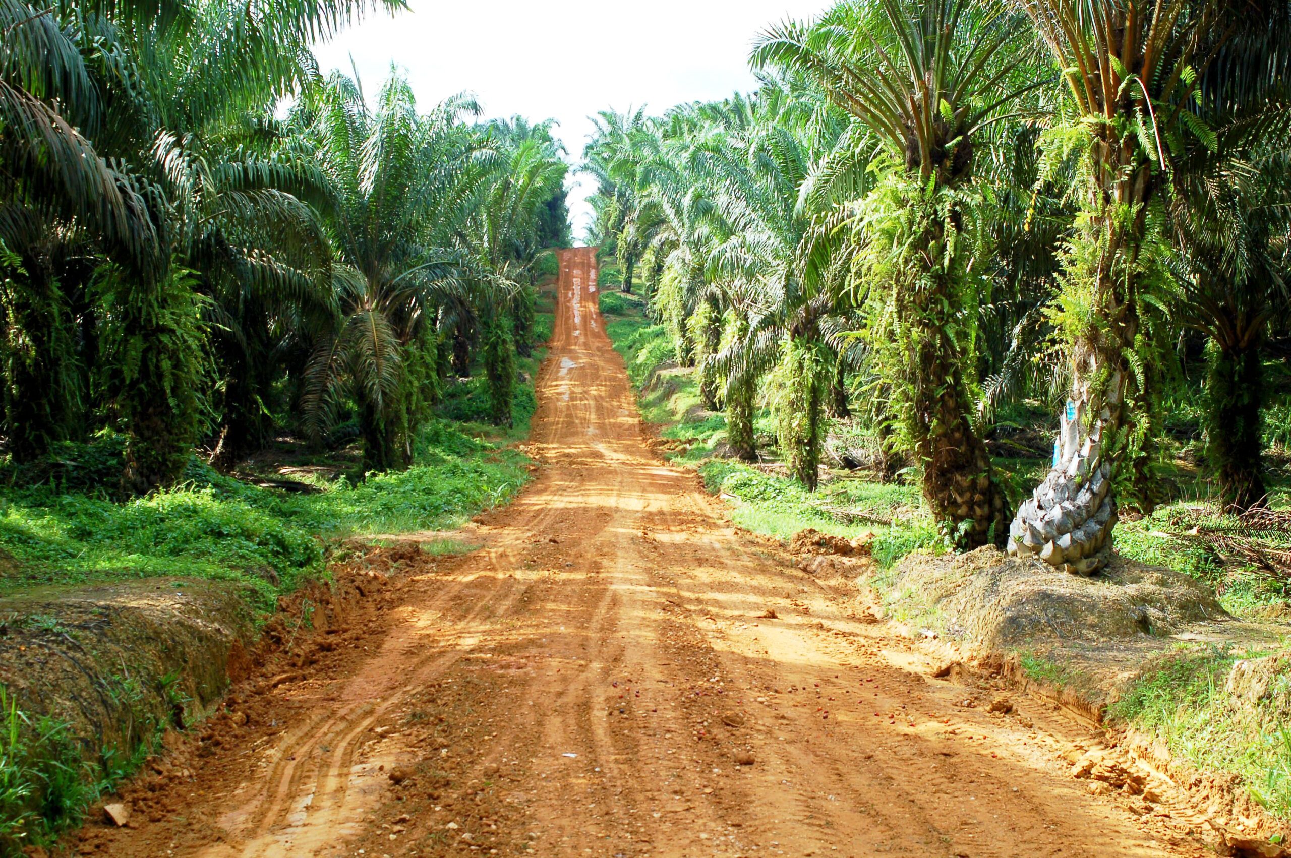 Join Us On The Journey To Sustainable Palm Oil Rainforest Alliance