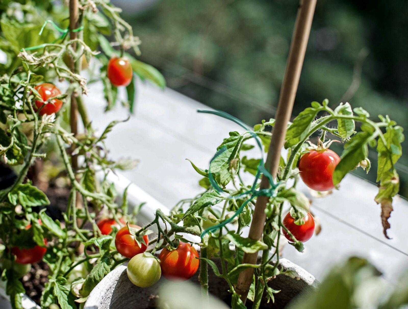 Green Your Apartment with an Indoor Garden | Rainforest Alliance