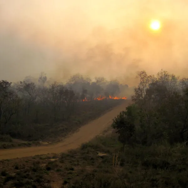 global warming deforestation essay