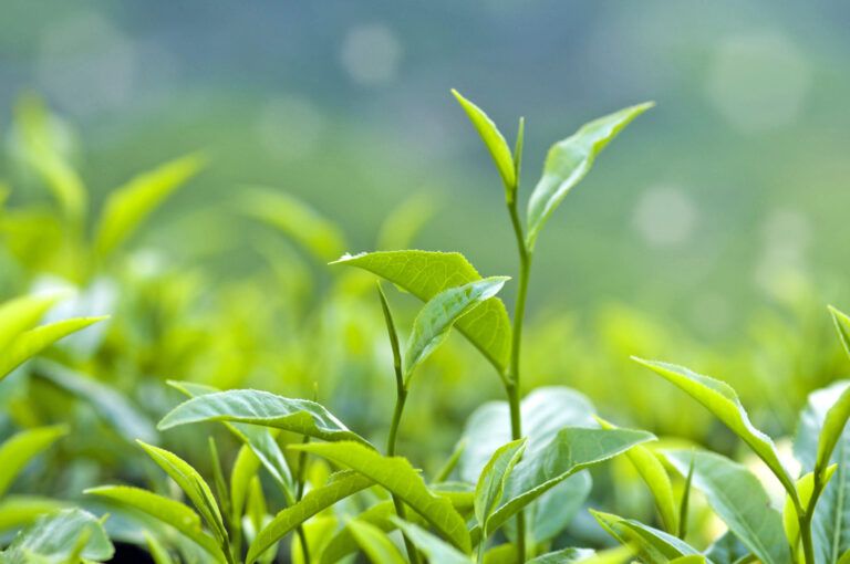 Tea Archives | Rainforest Alliance