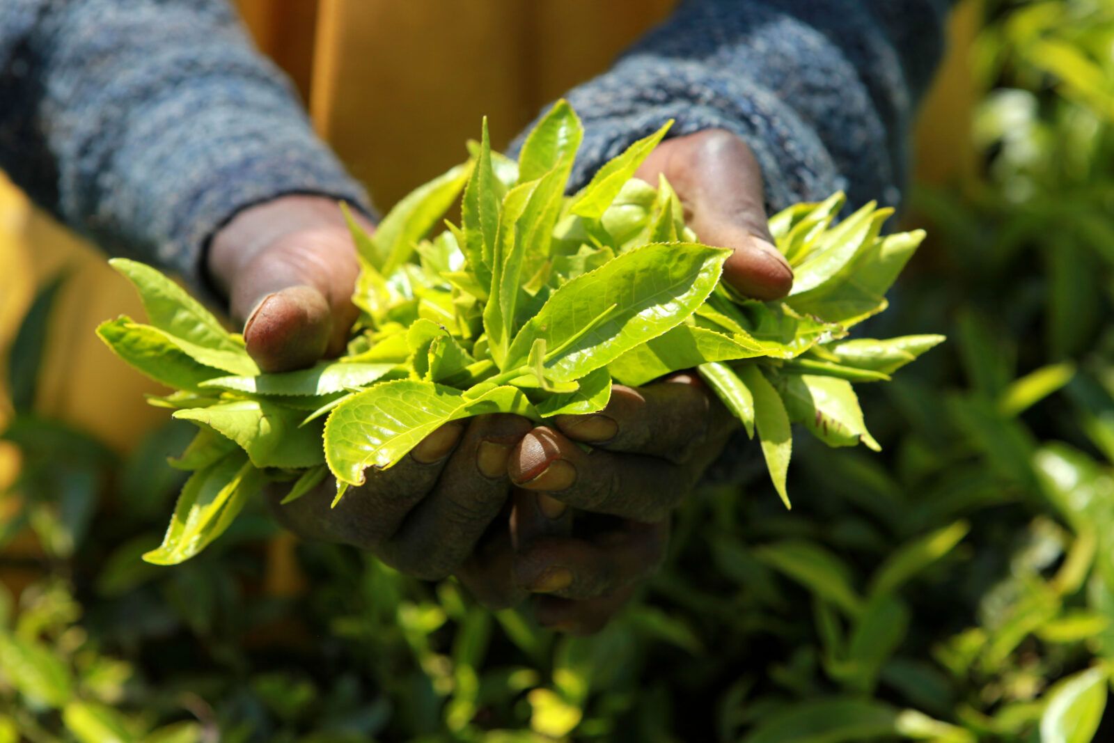 Suspensions Lifted On Two Kenyan Tea Certificate Holders Rainforest 