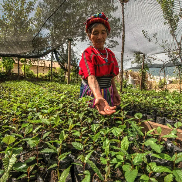 Elder woman from the Mam Indigenous community in Cajolá, Quetzaltenango standing in a tree nursery