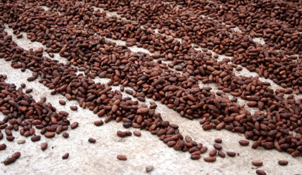 cocoa beans laid in lines on the ground
