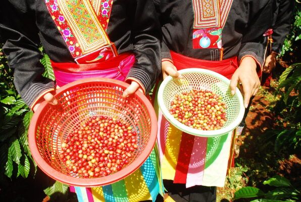 Coffee cherries from a farm in Vietnam