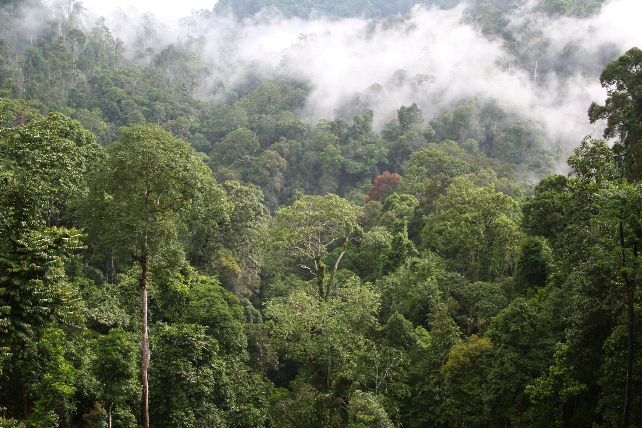2023 Annual Report | Rainforest Alliance