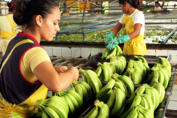 Two female workers wash bananas at a banana farm