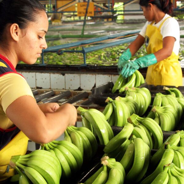 Two female workers wash bananas at a banana farm