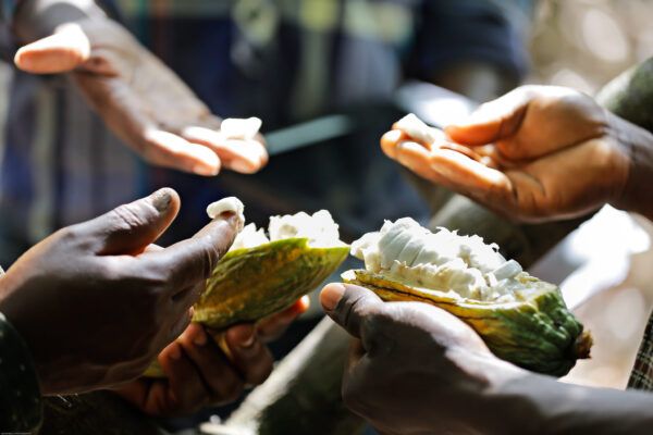 open cocoa pod