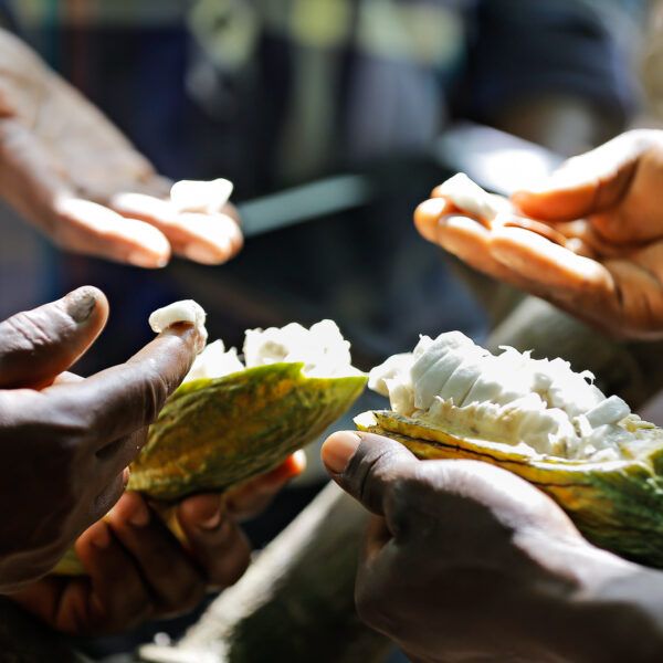 open cocoa pod