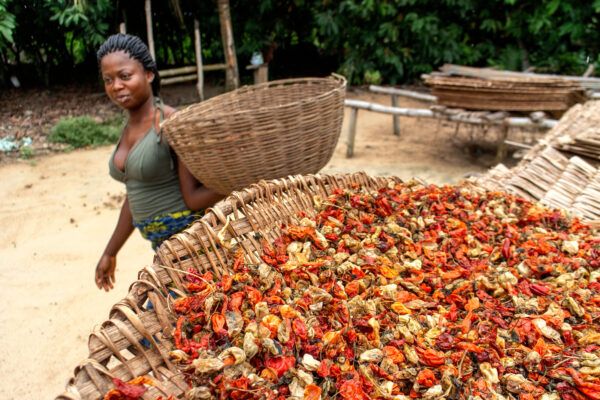 A woman holds a basket, next to a large amount of dried chilli peppers