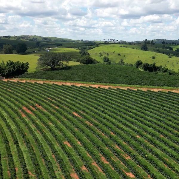 Vista aerea de uma fazenda de café