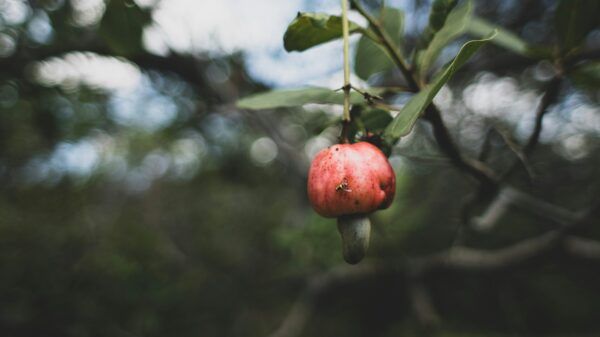 cashew apple hanging from tree