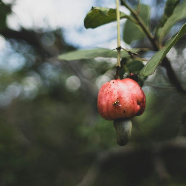 cashew apple hanging from tree